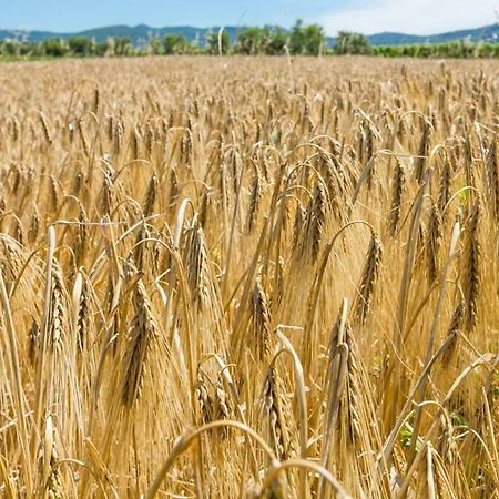 Agriturismo Case Nuove كاستيلينا ماريتيما المظهر الخارجي الصورة