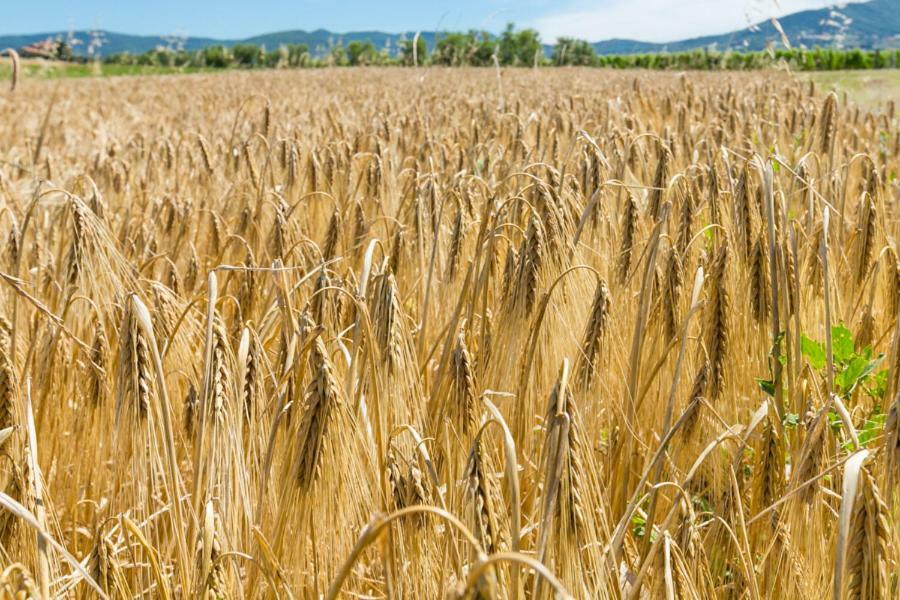 Agriturismo Case Nuove كاستيلينا ماريتيما المظهر الخارجي الصورة